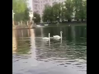 porn на патриарших прудах неадекватная женщина решила принять водные процедуры porn