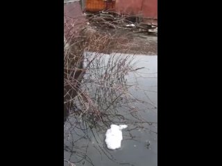 porn частный сектор в борисоглебске в воронежской области затопило из за плохого состояния канализации и весеннего porn