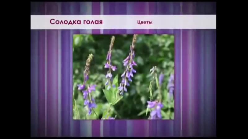 porn солодка голая основной источник глицирризиновой кислоты porn