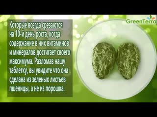 porn зеленые ростки пшеницы прессованные полезные свойства ростков пшеницы porn