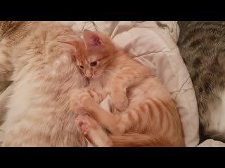 porn бездомный котенок кения рыжая мурчащая няшность очень кусачая porn