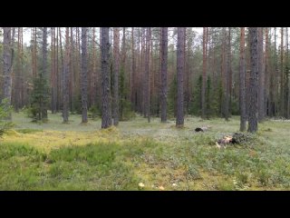 porn ночь на кладбище лесник страшные истории на ночь страшилки про лес porn