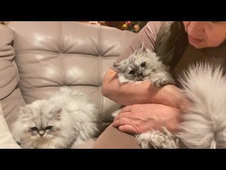 porn взрослый кот ричард марс и молодые юстас ч 2 персидские шиншиллы из питомника домино меджик porn
