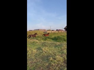 porn целомудренная семья в деревне бывшей порноактрисы porn