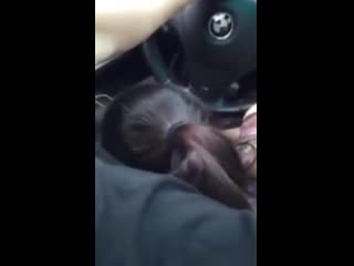 porn приняла член прямо в глотку deepthroat porn горловой минет порно deepthroating the uber driver was the most fun i porn