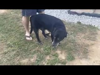 porn good ol boi passed away today friend of 18 years hes not drunk he was just fking old and most porn