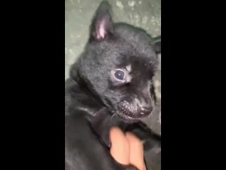 porn same parent both white made two completely different pups even their sound are opposited as well porn