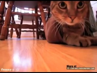 porn помогите опознать трэк track 01 002x кот в мешке d porn