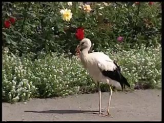 porn свято троицкий корецкий ставропигиальный женский монастырь porn
