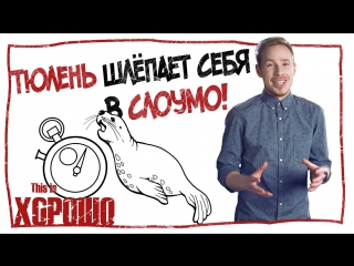 porn тюлень шлёпает себя в слоумо porn