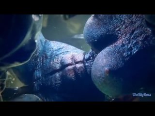 porn rule 34 3d alien alien franchise alien penis alien vs predator aliens animated 9 porn