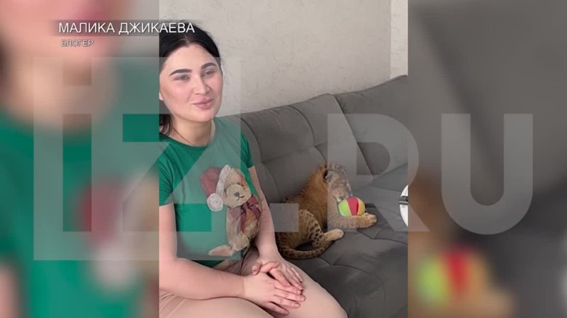 porn блогер малика джикаева завела львенка и содержит его в обычной квартире девушка заявила что молодые ей передали из porn