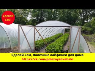 porn теплица для клубники 35х20м в ней ягода чистая крупная и сладкая porn