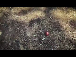 porn ведьма сири и робби эхо witch siri порно хентай секс трахает русское инцест мамка домашнее фулл сэр porn