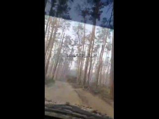 porn кременной лес лес чудес зашел с ногами вышел без укрофашисты делятся своими впечатления о местной porn