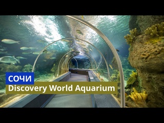 porn сочи самый большой океанариум в россии sochi discovery world aquarium отправляемся в новое путешествие porn