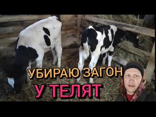 porn уборка у телят в загоне встречаем маму из больнице porn