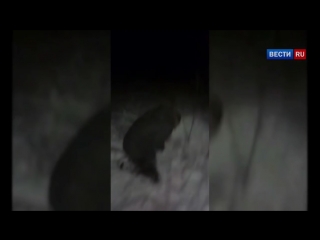porn воронежские охотники за головами отрезали палец закладчику за воровство молодые porn