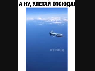 porn в сети появилось видео красивого маневра су 27 россии самолет жестко отогнал истребитель нато подошедший слишком porn