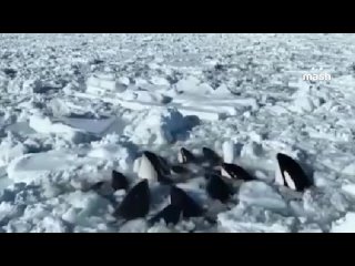 porn ময় una manada de orcas de la lista roja está atrapada en cautiverio en el hielo en aguas japonesas del océano porn