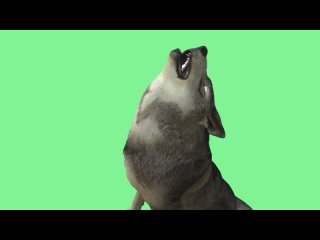 porn волк видео green screen футаж хромакей анимация на зелёном фоне porn