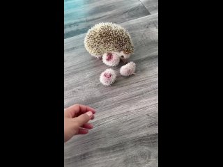 porn haha yeah don t touch hedgehoglover momm 651 mp4 porn