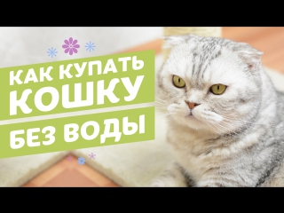 porn сухой шампунь для кошек в виде спрея 8in1 perfect coat waterless shampoo porn