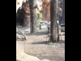 porn горилла увидела милого ребёнка а потом принесла своего малыша и показала что любит его porn