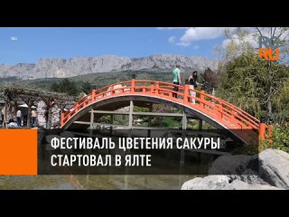 porn фестиваль цветения сакуры стартовал в ялте porn