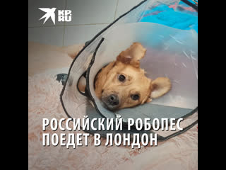 porn о русской собачке монике прознала известная английская зоозащитница кейси porn
