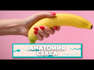 porn анатомия секса мифы о половом члене которые мешают получать удовольствие porn