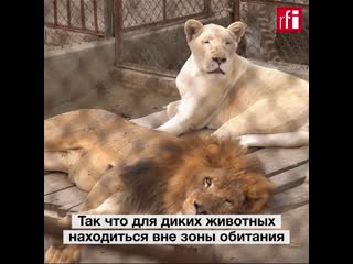 porn домашние львы и тигры опасная модная тенденция в пакистане porn