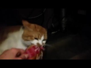 porn боря отдай булку милый но наглый и злой любитель булок porn