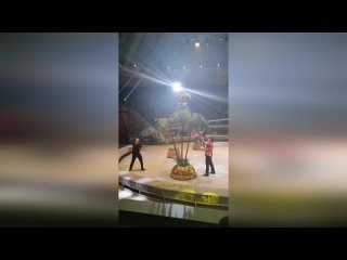 porn в нижнем тагиле разъяренная обезьяна накинулась на ребенка прямо во время представления porn