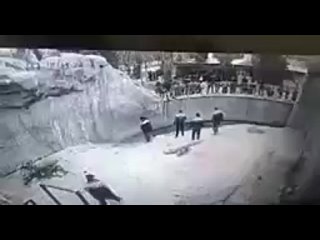 porn в ташкенте в зоопарке мать бросила дочь в вольер к медведю porn