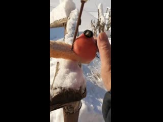 porn снегирь дал себя погладить пермь porn