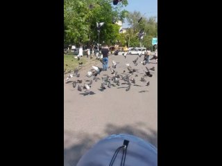 porn в ростове мужчина рассыпал корм для птиц в форме буквы z porn