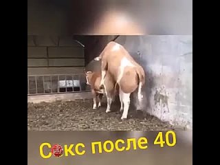 porn любые попытки заняться сексом после 40 лет porn
