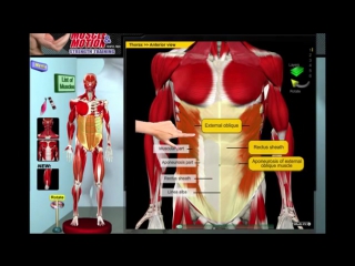 porn биомеханика мышц молодые анатомия и 3d анализ упражнений porn