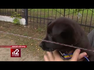 porn покупает щенков чтобы кормить ими больного туберкулезом мужа видео porn