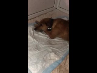 porn видео от верный друг помощь бездомным молодые караганда porn