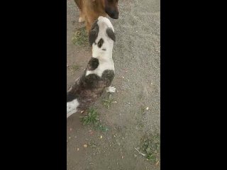 porn video by верный друг помощь бездомным молодые караганда porn