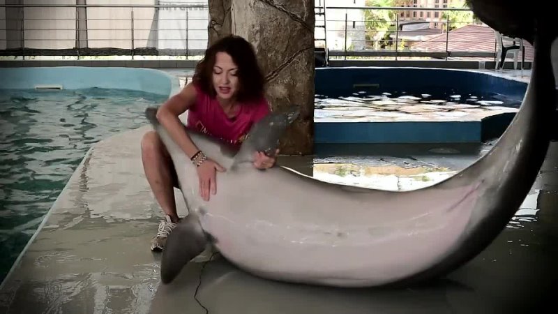 porn дельфин афалина секс драгс рок н ролл все как у зверей на черном море porn