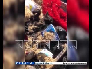 porn фабрика смерти с уклоном в извращения работает под видом благотворительного фонда porn