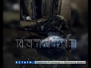 porn частная конюшня в дзержинске зарабатывает на лошадях смертниках porn