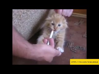 porn маленький любитель сигарет kisa smile прикольные фото и видео с кошками porn