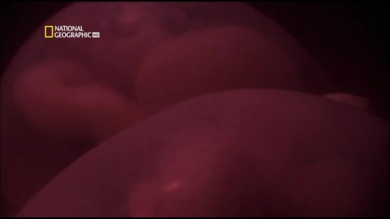 porn в матке однояйцевые близнецы in the womb identical twins 2009 porn