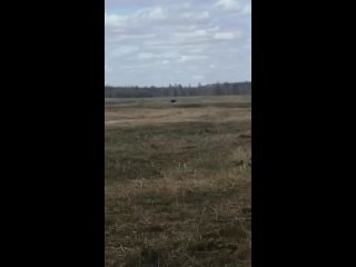 porn представьте себе красивое зрелище брачный танец черных журавлей эти удивительные существа были запечатлены на porn