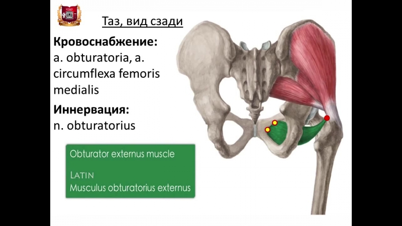 porn sls мышцы таза и бедра строение функции кровоснабжение иннервация porn