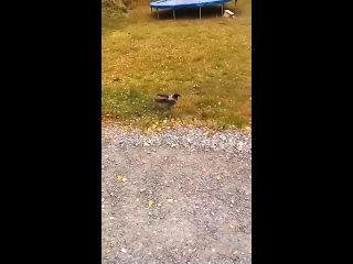 porn видео от жестокая реальность аморальный грязный юмор porn